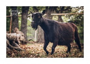 Edmondons_ShootproofApp_blackgoat2