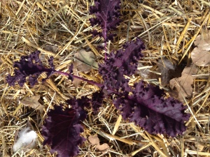 Our vegetable garden made it through the freeze last night.