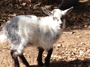 Little Billy Goats is all fluffed up like a cotton ball!