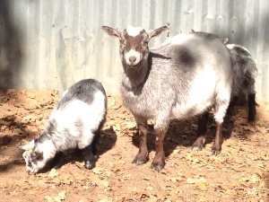 Basil and her babies all fluffed up in the cool weather.