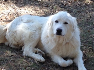 Joy loves the cold and still chooses to lay in the shade even when it is 34 degrees today.