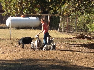 Bri out with our little herd of goats.